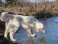podhalan_03219 (2)